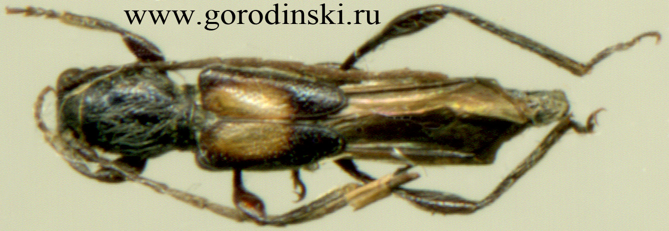 http://www.gorodinski.ru/cerambyx/Molorchus sp.4.jpg